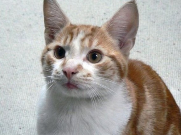 В Британии нашелся кот, пропавший 10 лет назад